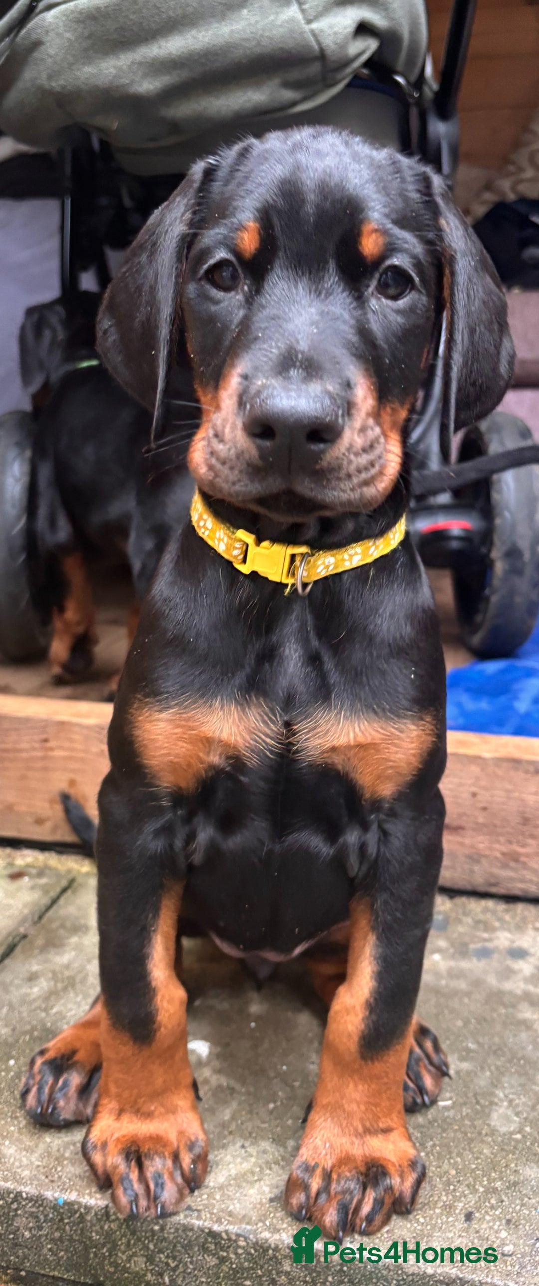 Dobermann dogs for sale: ⭐️ Pregnancy confirmed FULL EUROPEAN DOBERMANN ⭐️ - Image 22