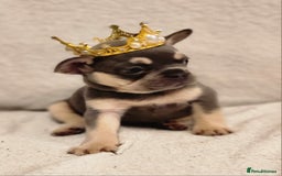 French Bulldog dogs for sale: French Bulldog Puppies - Image 2