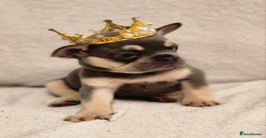 French Bulldog dogs - Advert 9
