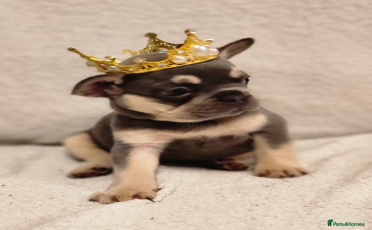 French Bulldog dogs - Advert 3