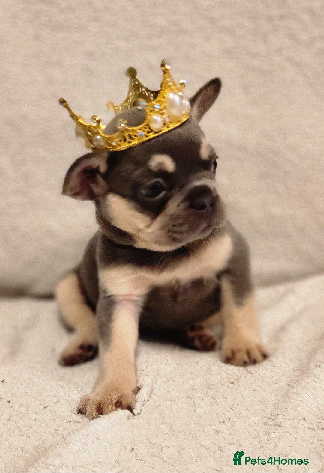 French Bulldog dogs for sale: French Bulldog Puppies - Image 2