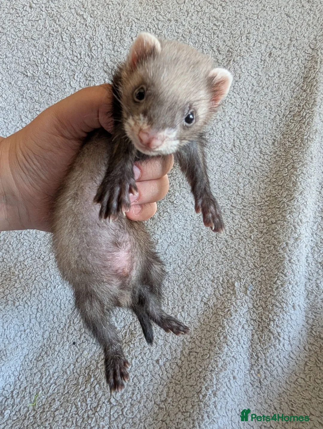 Ferret rodents for sale: Ferret kits in West Malling - Advert 2