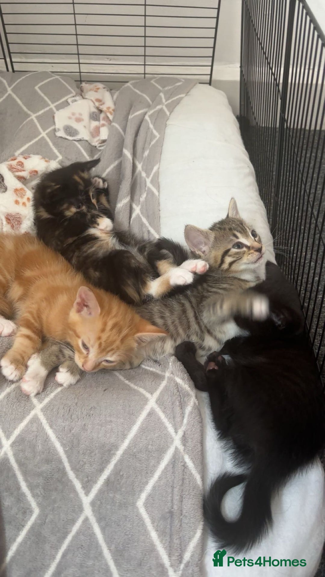 Mixed Breed cats for sale: 3x Male Kittens For Sale - Image 3