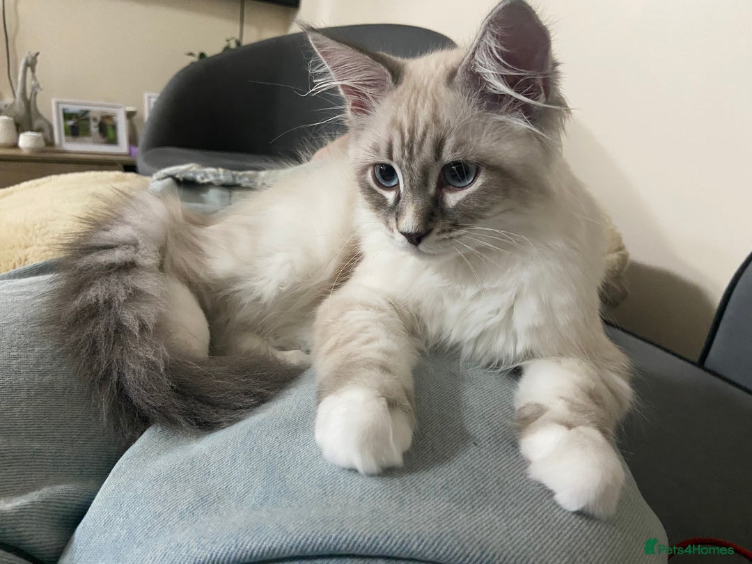 Siberian cats for sale: Siberian Kittens Neva Masquerade White - Image 6
