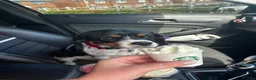 Cockalier dogs for sale: Cavalier King Charles spaniel x German spaniel - Advert 1