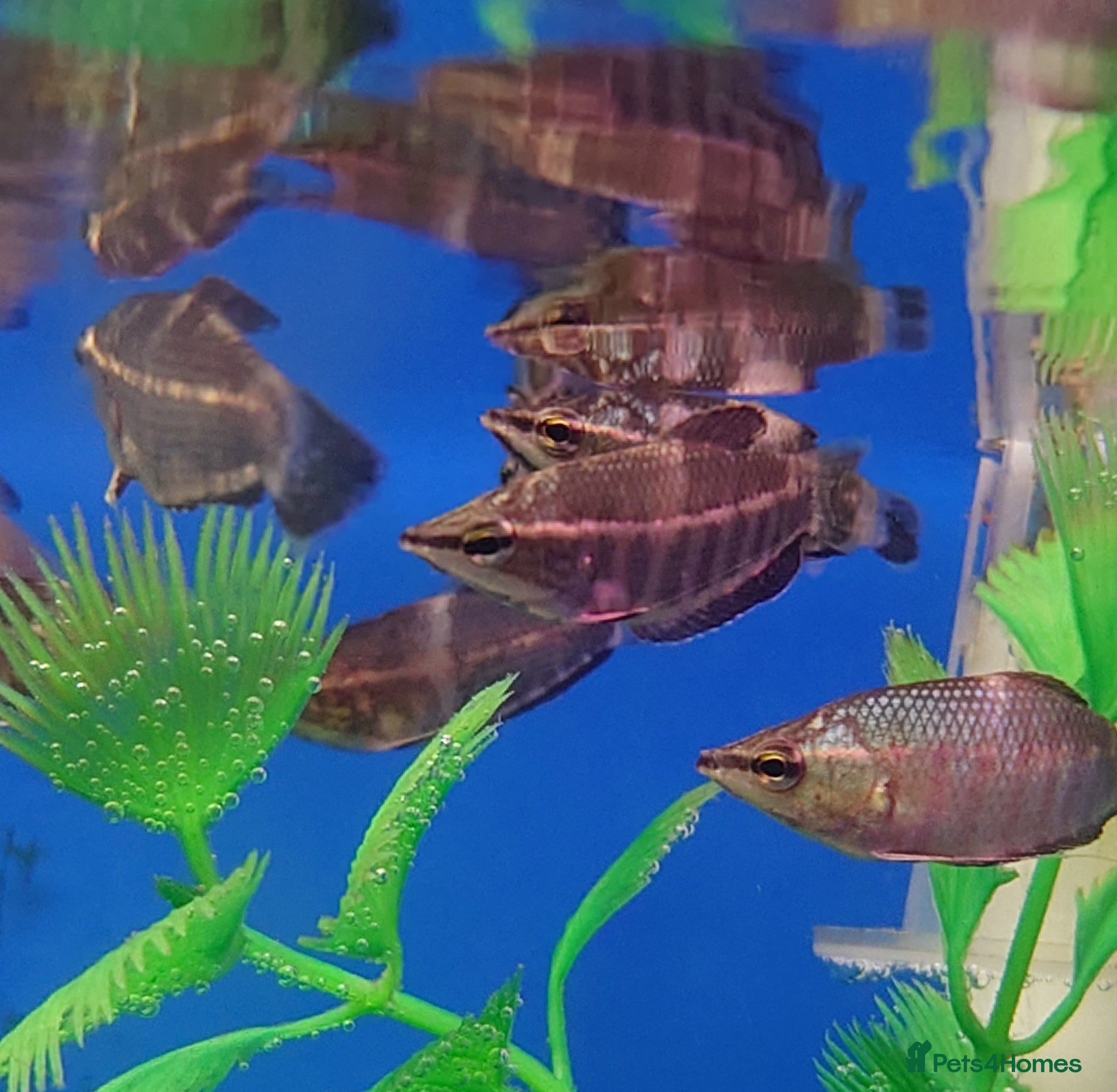 Other/Mixed Breed fish Full Aquatic Stocklist Manchester Pet's & Aquatics - Advert 1