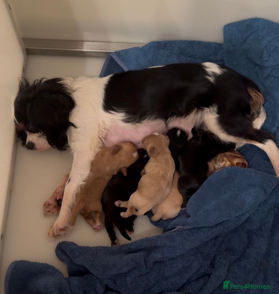 Cavalier King Charles Spaniel dogs Cavashi cavatzu boys READY NOW  - Advert 2