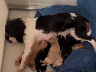 Cavalier King Charles Spaniel dogs Cavashi cavatzu boys READY NOW - Advert 5