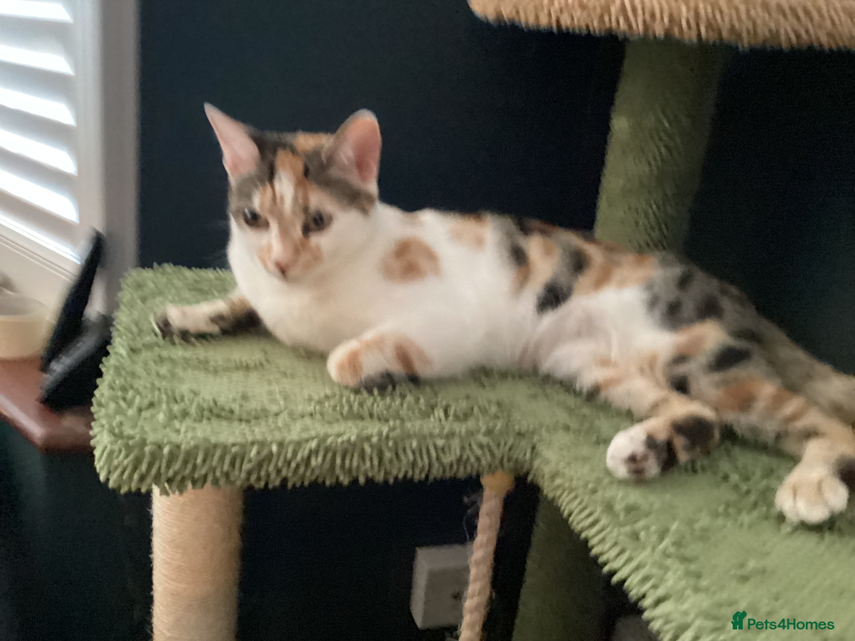 Mixed Breed cats Beautiful Female Cat Looking for a Loving Home 🏡 - Advert 12