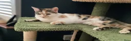 Mixed Breed cats for sale: Beautiful Female Cat Looking for a Loving Home 🏡 - Advert 1