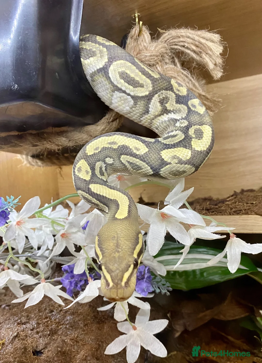 Python Snake reptiles for sale: Ball Pythons looking for new home  - Advert 14