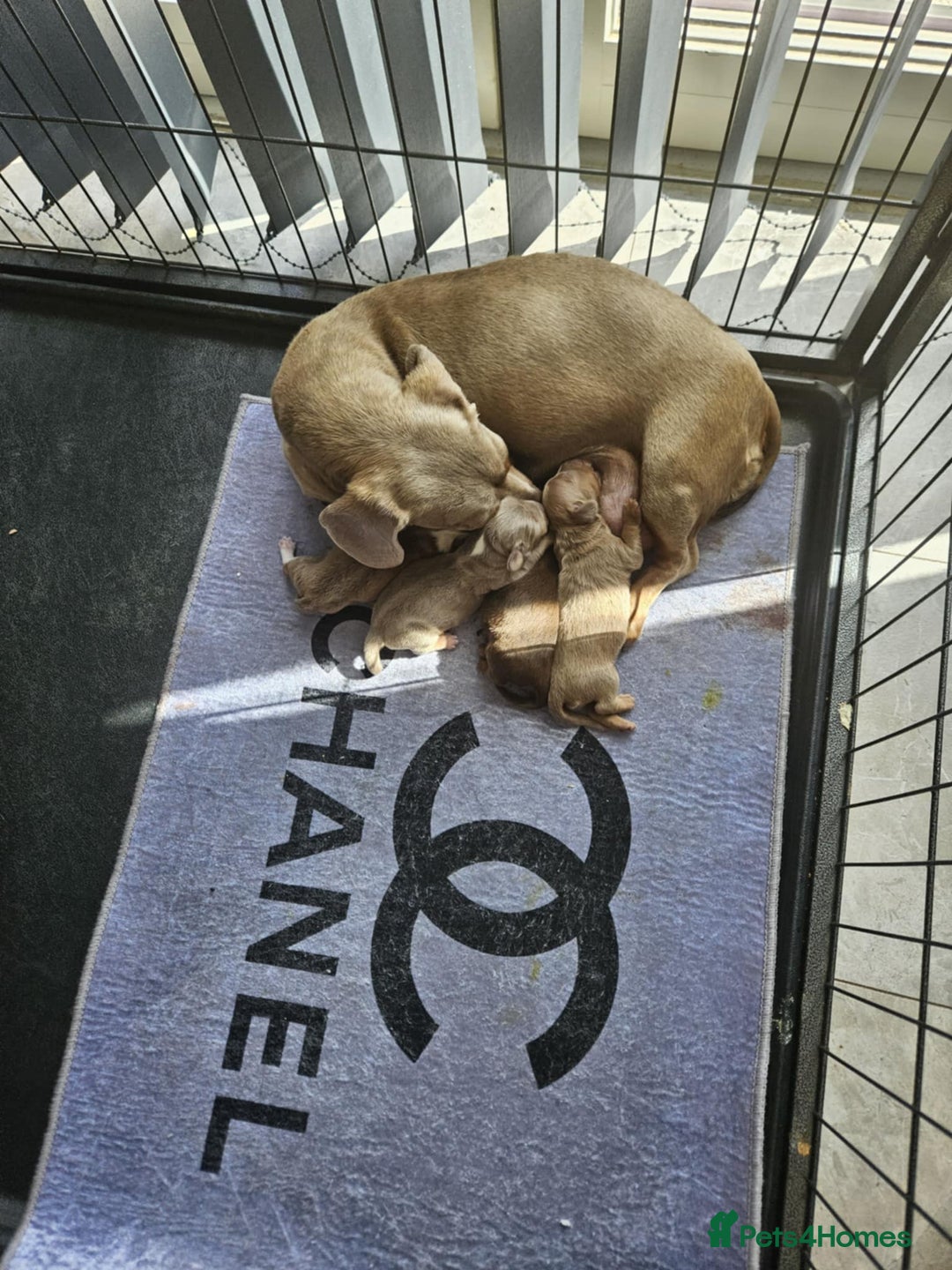 Miniature Dachshund dogs for sale: Miniature dachshund - Image 5