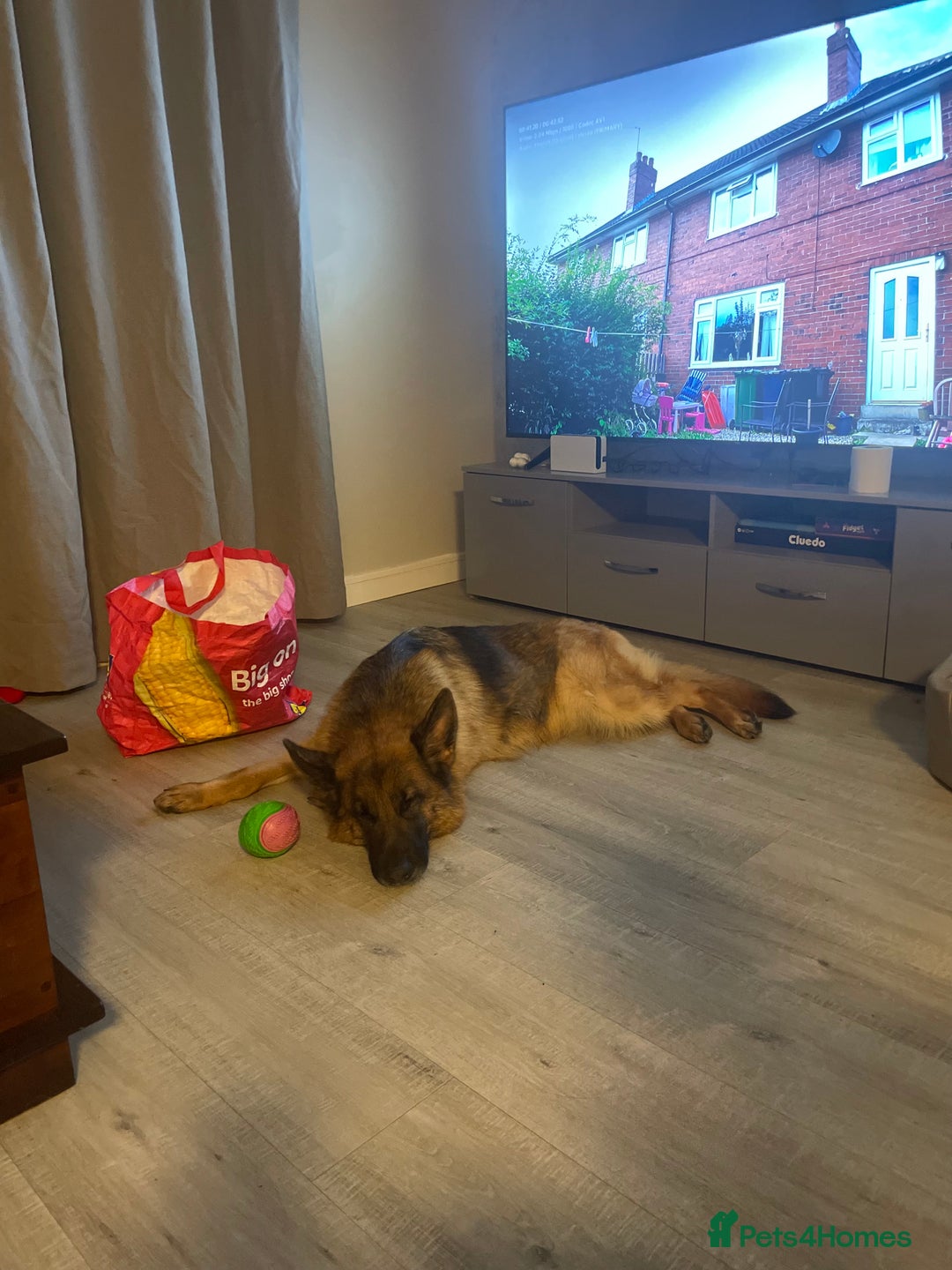 German Shepherd dogs for sale: Beautiful 3 year old female German Shepard  in Snodland - Image 6