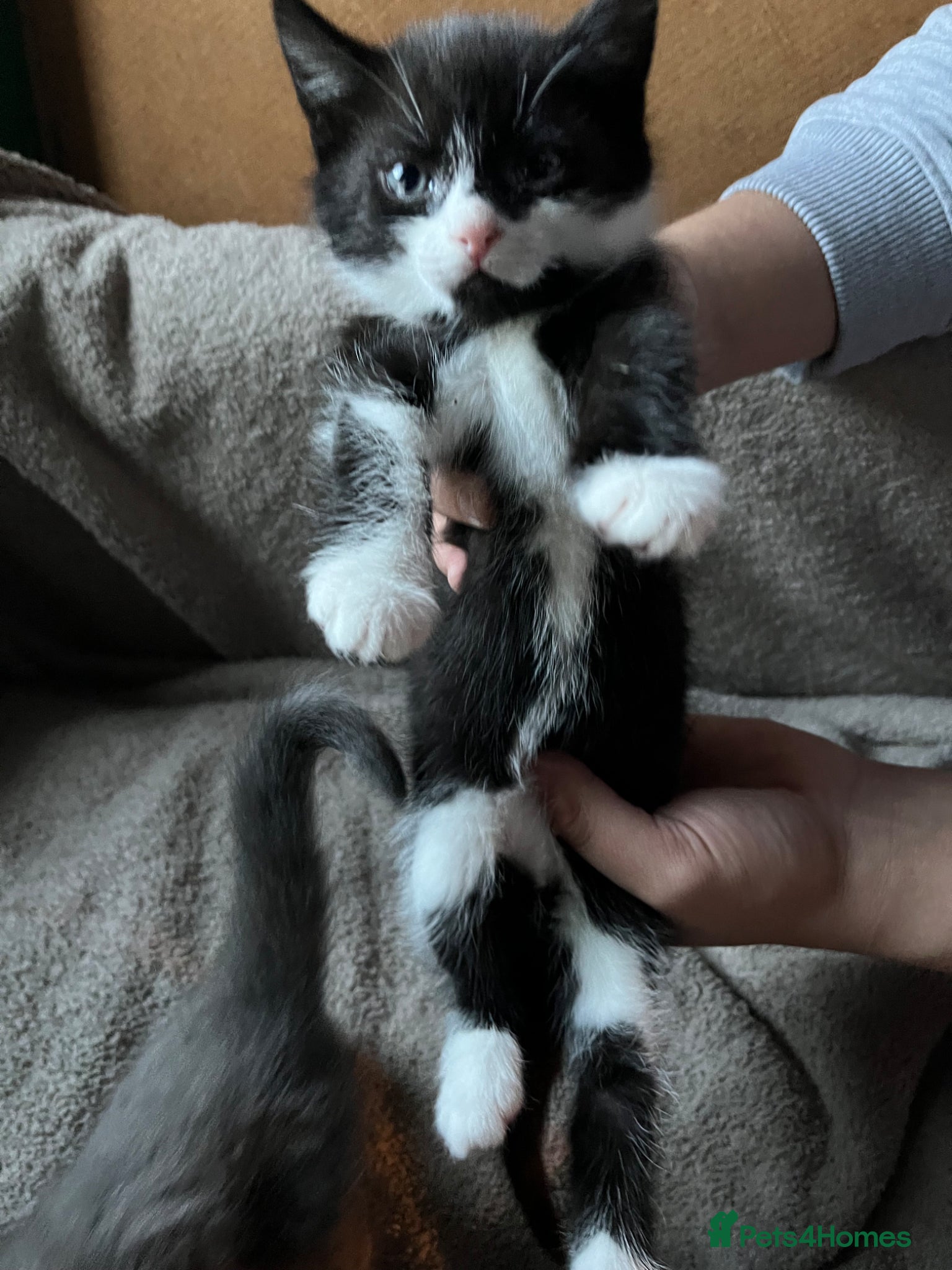 Mixed Breed cats Kitten available for his forever home - Advert 2