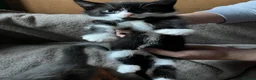 Mixed Breed cats for sale: 2 Kittens Available For their forever homes - Advert 10