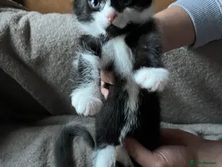 Mixed Breed cats Kitten available for his forever home - Advert 13
