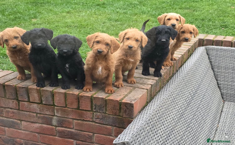 Labradoodle dogs - Advert 6