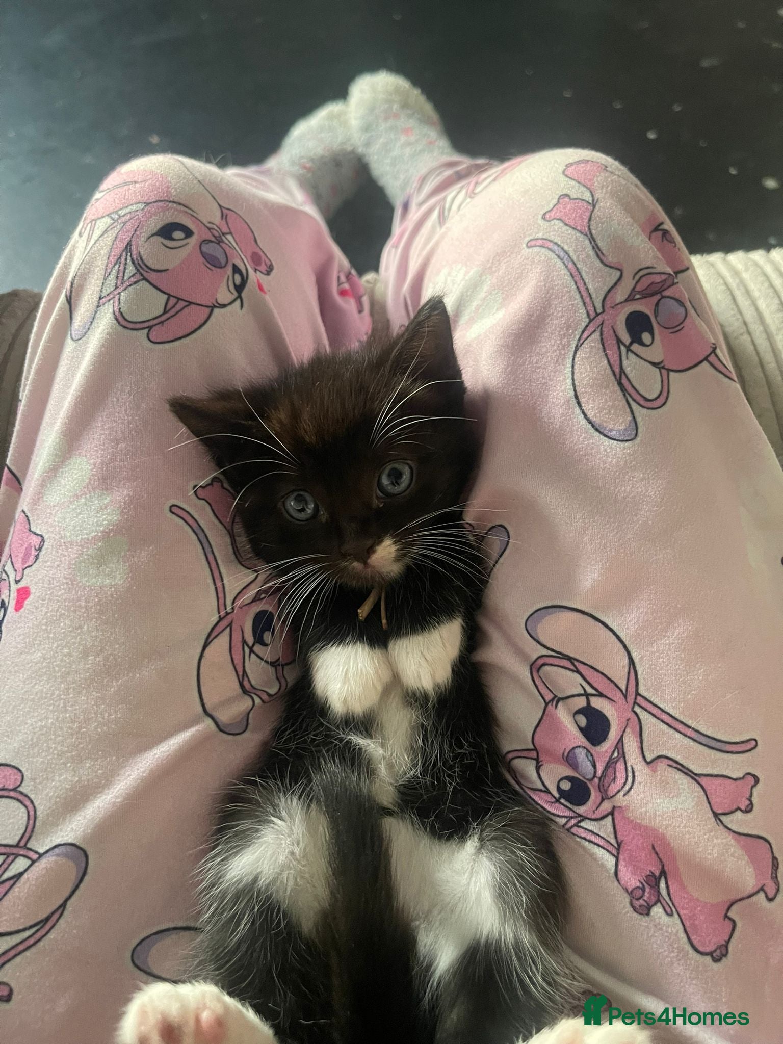 Ragdoll cats Only 1 Black and white boy ragdoll x kittens left  - Advert 8