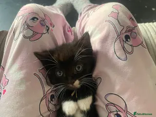 Ragdoll cats Only 1 Black and white boy ragdoll x kittens left - Advert 8