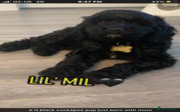 Cockapoo dogs for sale: Lucky  - Image 19