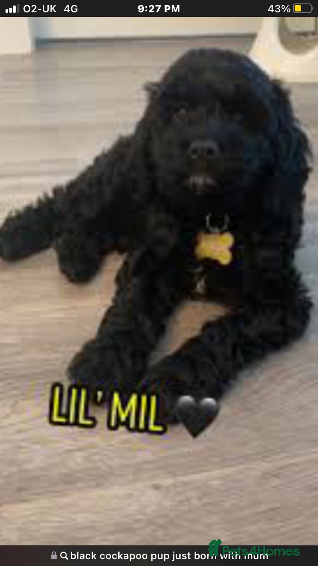 Cockapoo dogs for sale: Lucky  - Image 19