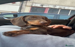 Miniature Dachshund dogs for sale: Beautiful 1yo dachshund - Image 1