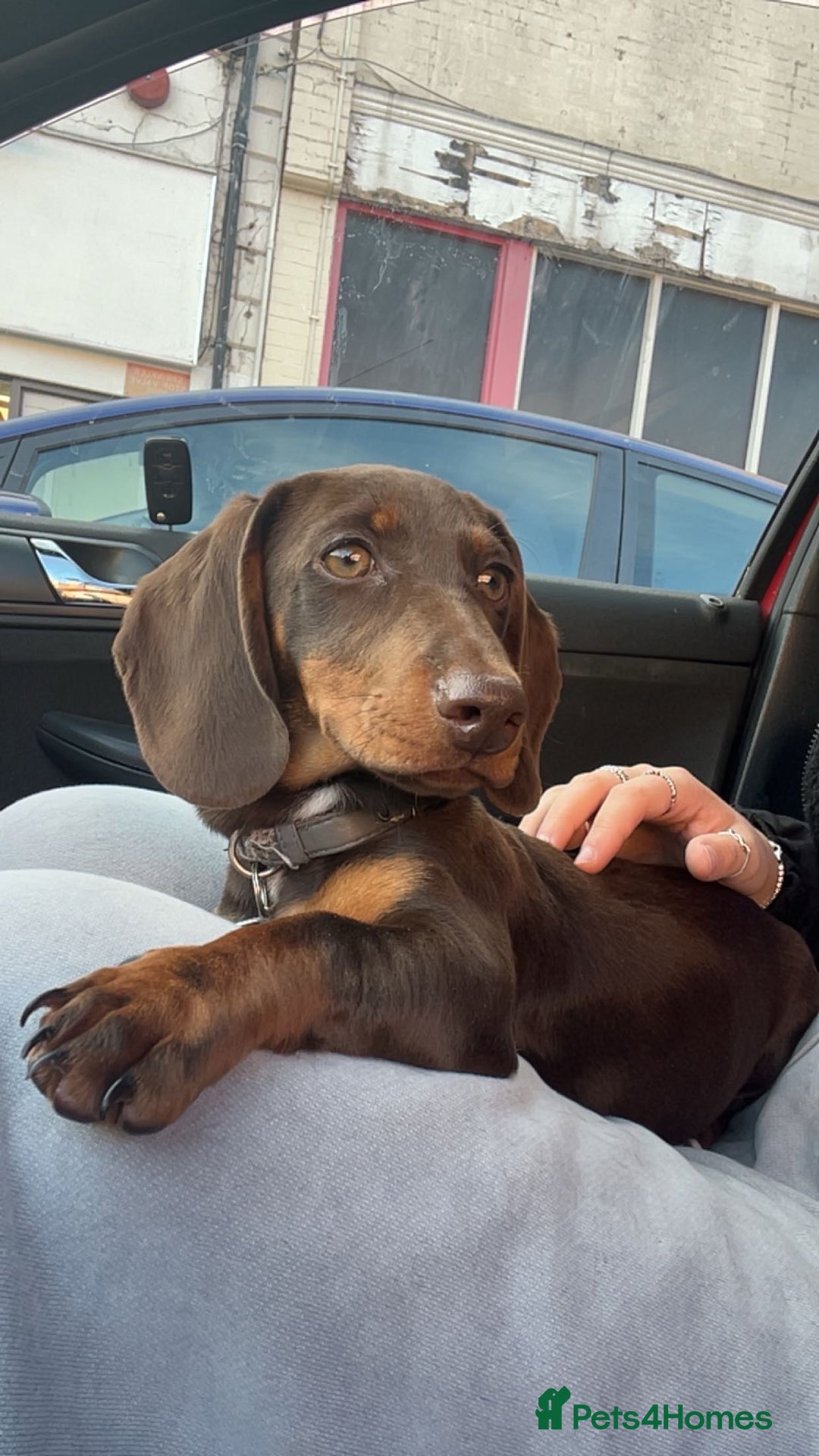 Miniature Dachshund dogs for sale: Beautiful 1yo dachshund - Image 1