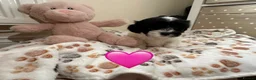 Mixed Breed dogs for sale: Last Girl Remaining - Beautiful Shihpoochon Puppy - Advert 19