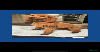 Cockapoo dogs - Advert 9