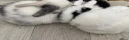 Mini Lop rabbits for sale: Beautiful Mini Lops to reserve  - Advert 22