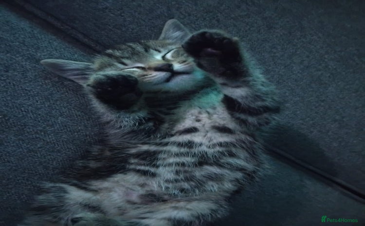British Shorthair cats - Advert 2