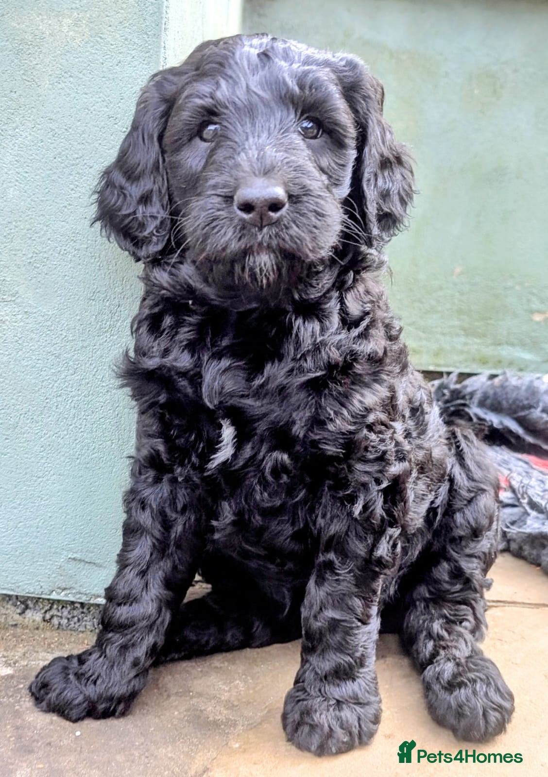 Labradoodle dogs Large Standard Labradoodle F3/multigen Puppies - Advert 2