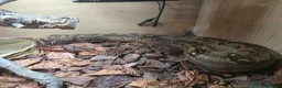 Mixed Breed reptiles for sale: Various snakes with set ups for sale in Andover - Advert 4