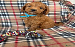 Cockapoo dogs for sale: Fantastic red cockerpoo puppies  - Image 3