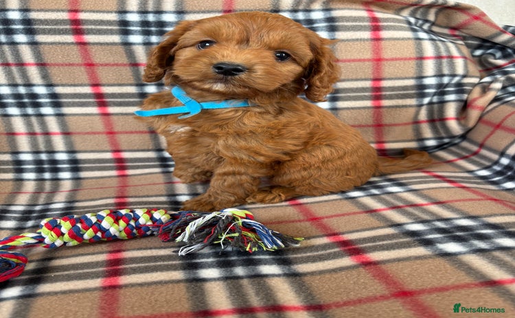 Cockapoo dogs - Advert 3