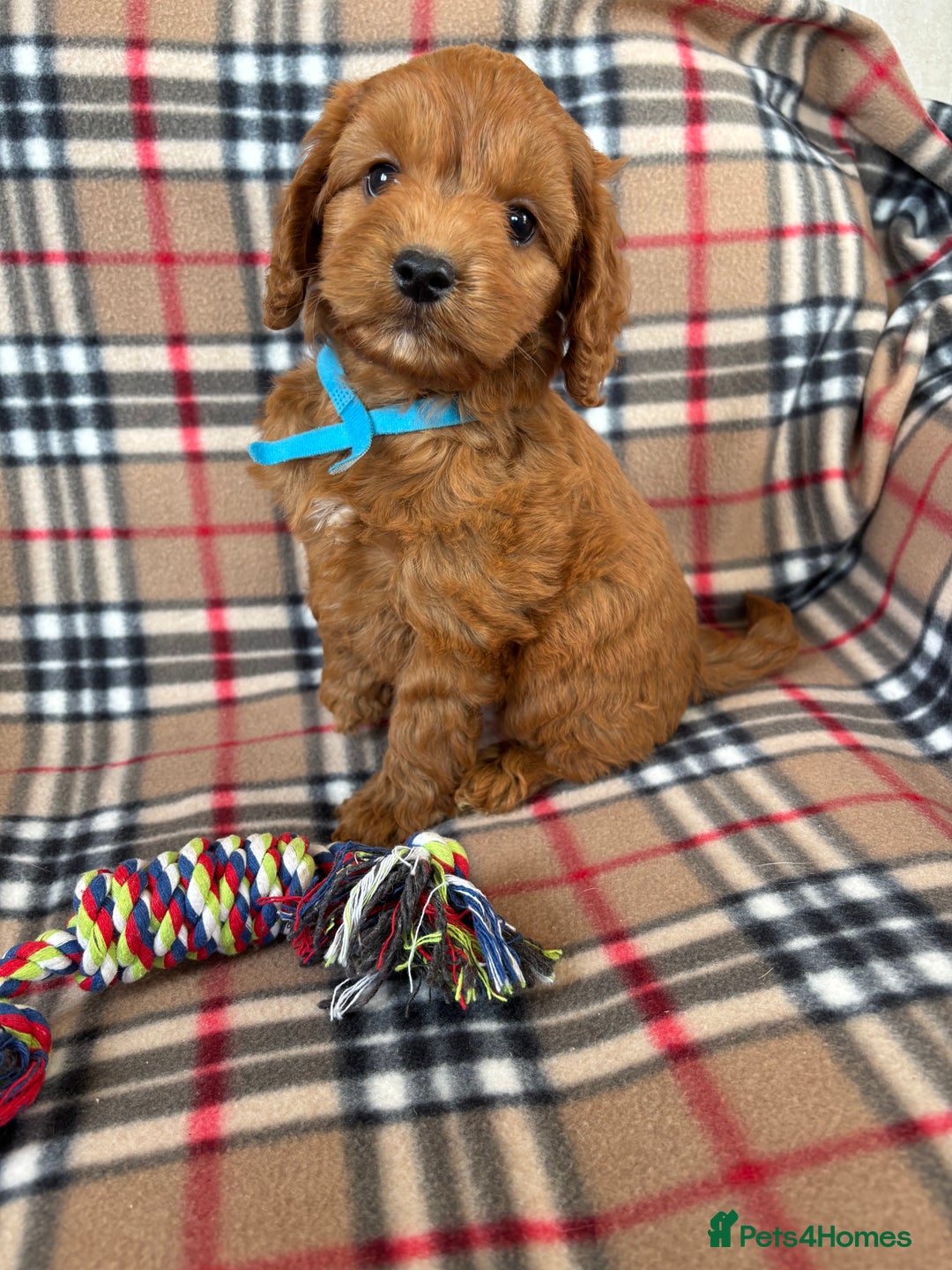 Cockapoo dogs for sale: Fantastic red cockerpoo puppies  - Image 3