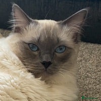 Ragdoll cats Purebred Blue Point Ragdoll STUD in Batley - Advert 22