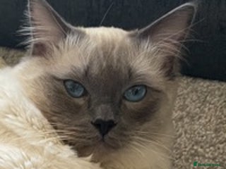 Ragdoll cats in Batley - Advert 31