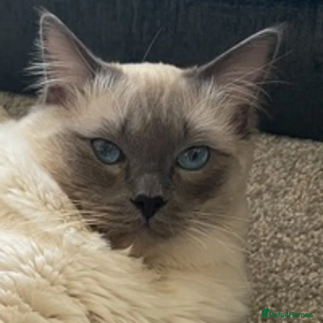 Ragdoll cats for stud: Purebred Blue Point Ragdoll STUD in Batley - Advert 1