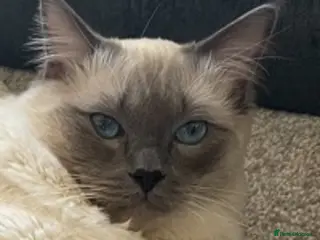 Ragdoll cats Purebred Blue Point Ragdoll STUD in Batley - Advert 14