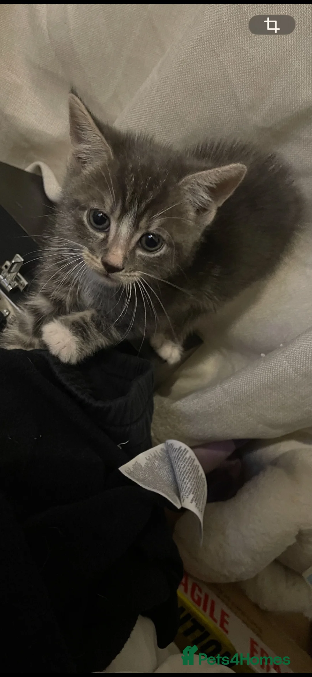 Mixed Breed cats for sale: British short hair/tabby mix - Advert 2