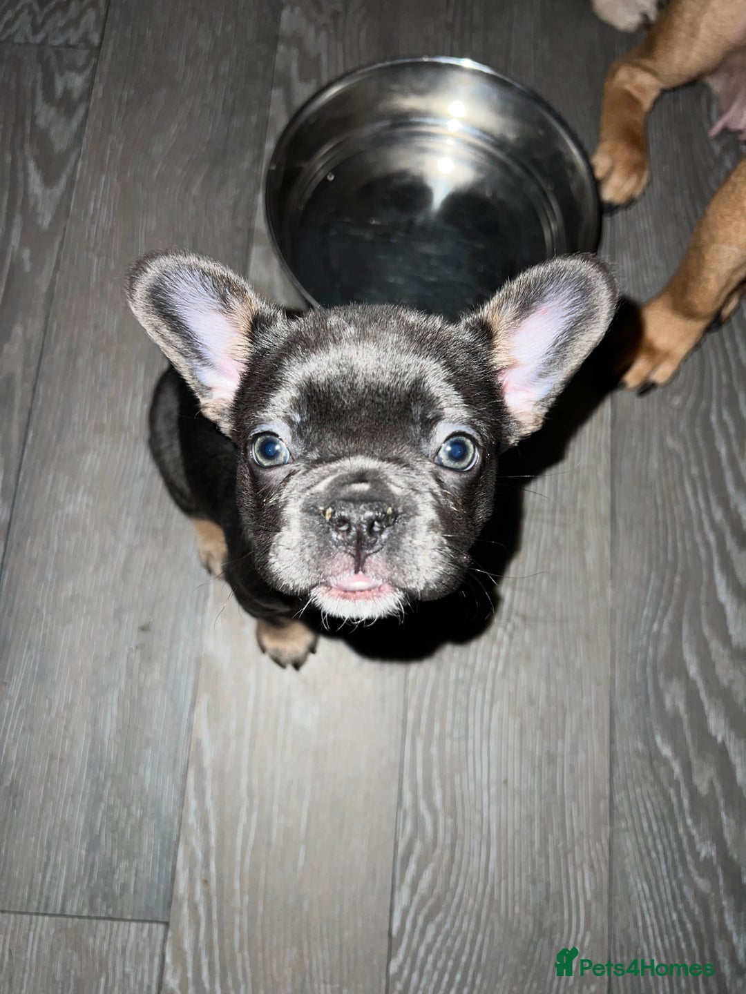 French Bulldog dogs for sale: Adorable Purebred Female French Bulldogs Ready! - Advert 15