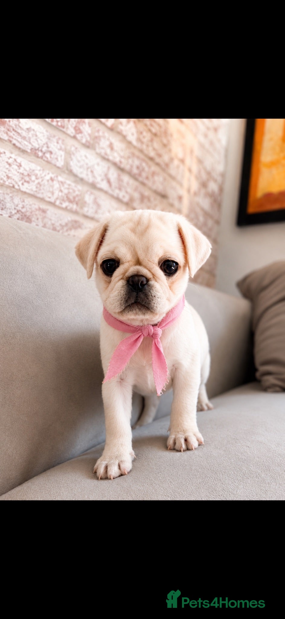 Pug dogs HOLIDAY FORCES REDUCTION - 2 WHITE GIRLS - Advert 5