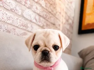 Pug dogs HOLIDAY FORCES REDUCTION - 2 WHITE GIRLS - Advert 5