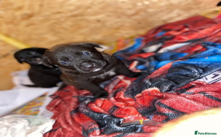 Mixed Breed dogs  ‼️ £500 RED LAB X STAFFY X COLLIE REDUCED PRICES - Advert 11