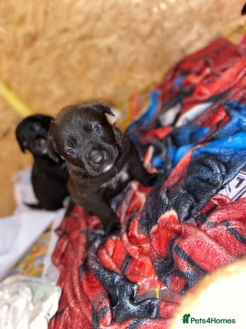 Mixed Breed dogs ‼️ £500 RED LAB X STAFFY X COLLIE REDUCED PRICES - Advert 11