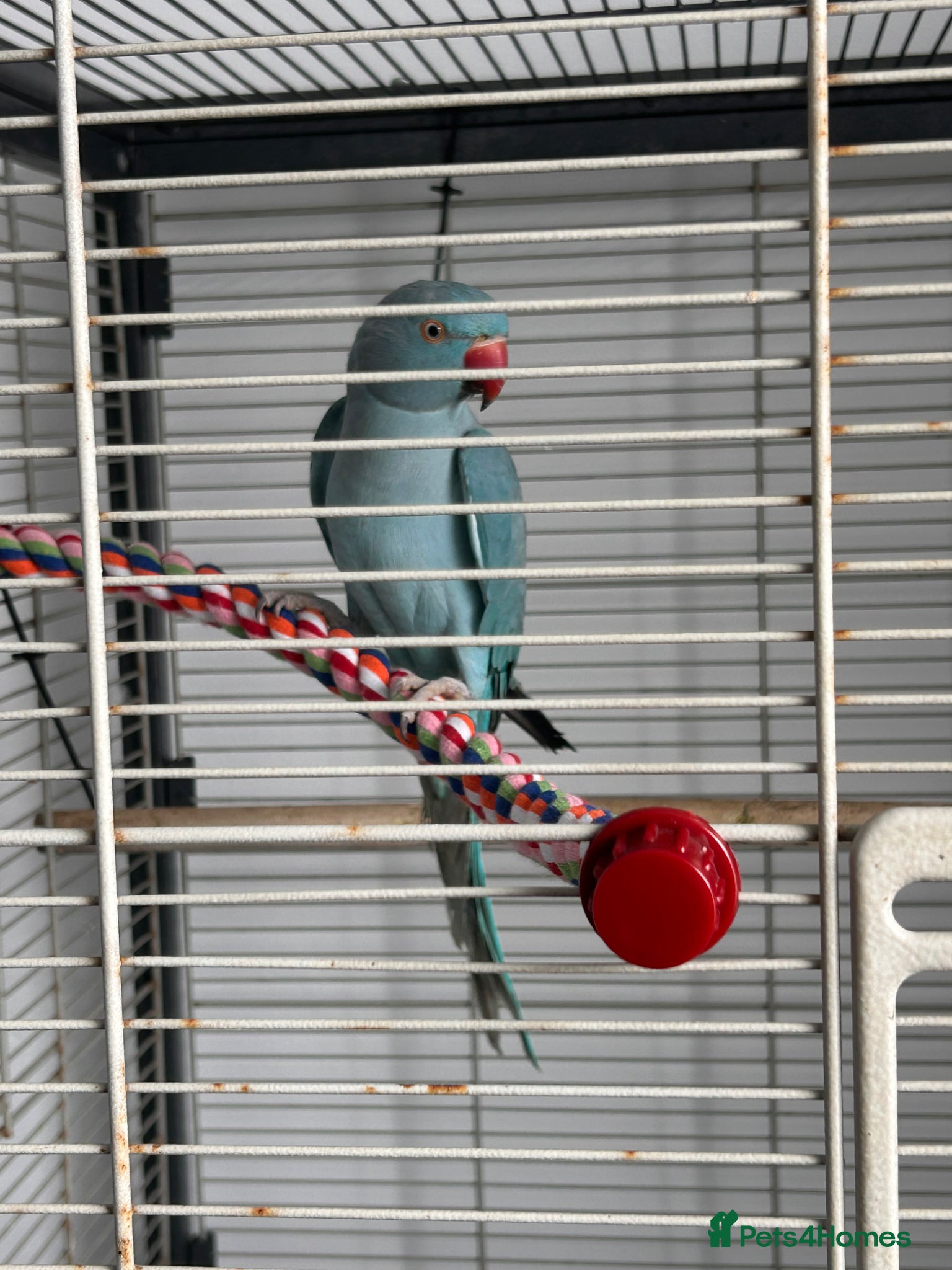 Ringnecks birds parrot  - Advert 15