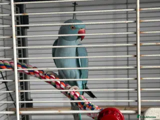 Ringnecks birds parrot - Advert 15