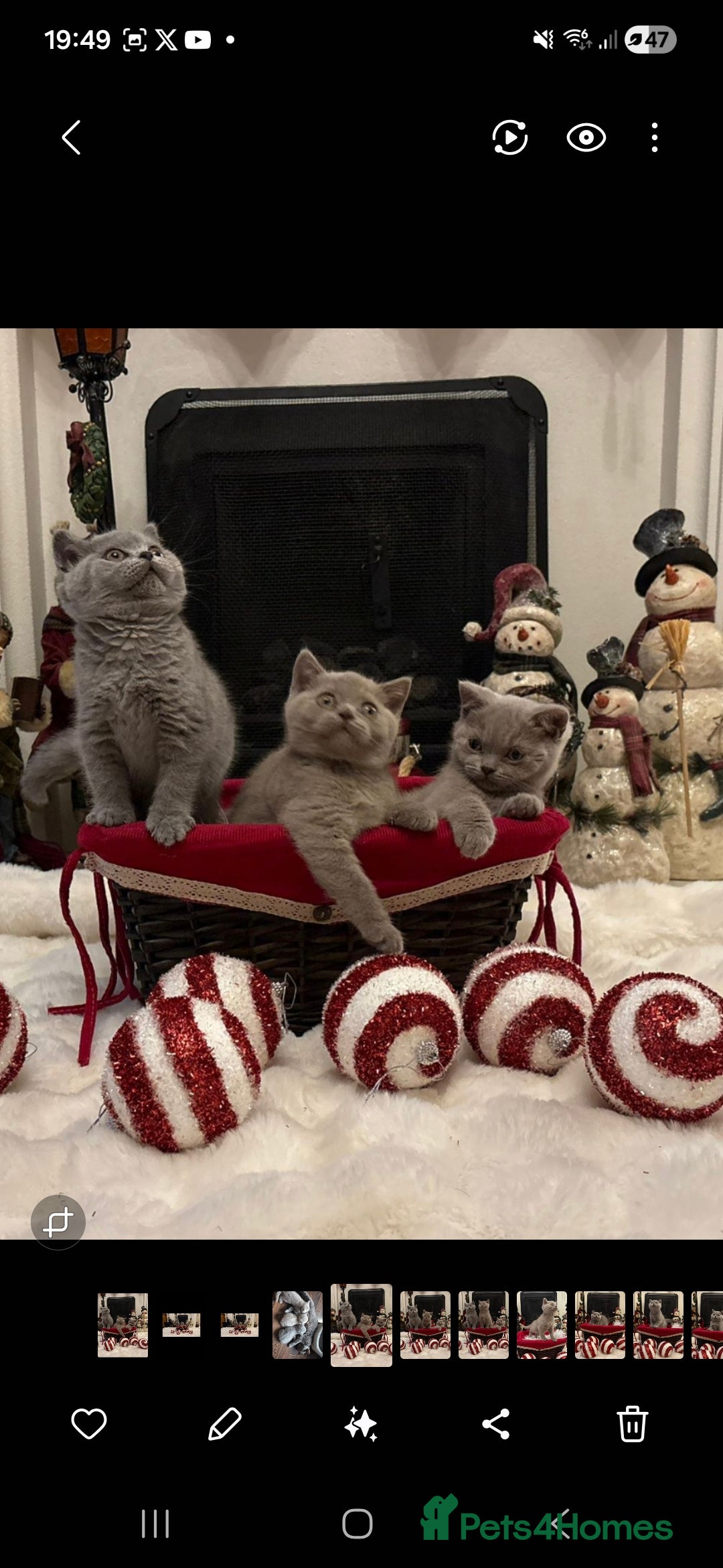 British Shorthair cats for sale: British shorthair kittens for sale ready* **  Eve* - Advert 3