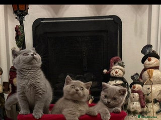 British Shorthair cats British shorthair kittens for sale ready* ** Eve* - Advert 1